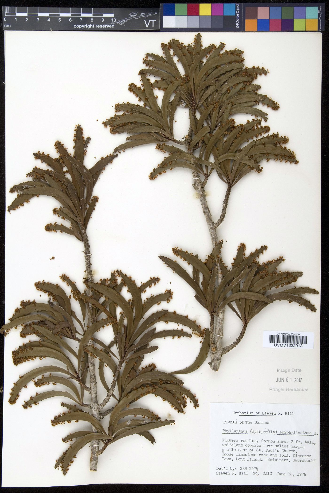 Phyllanthus epiphyllanthus image