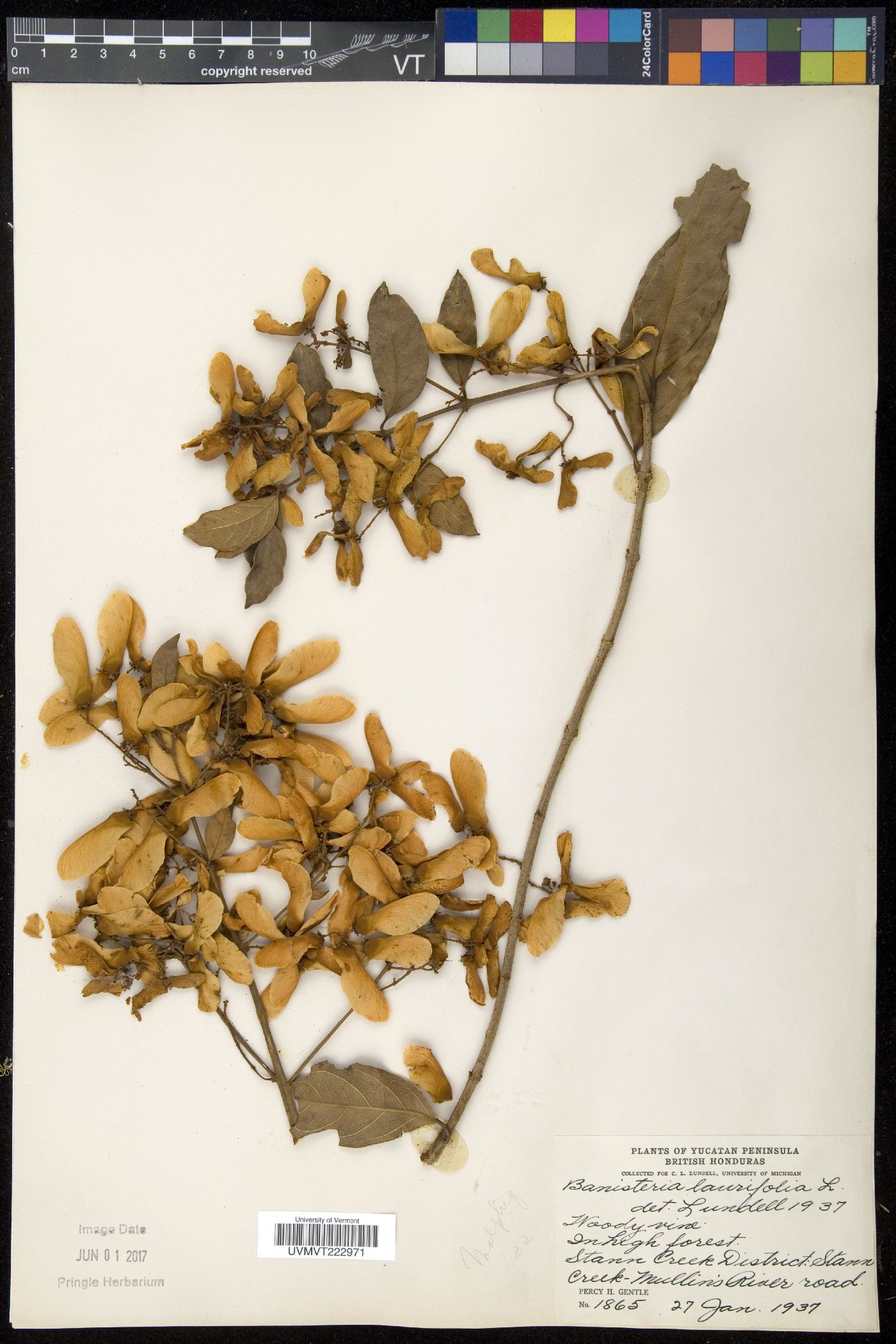 Banisteria image