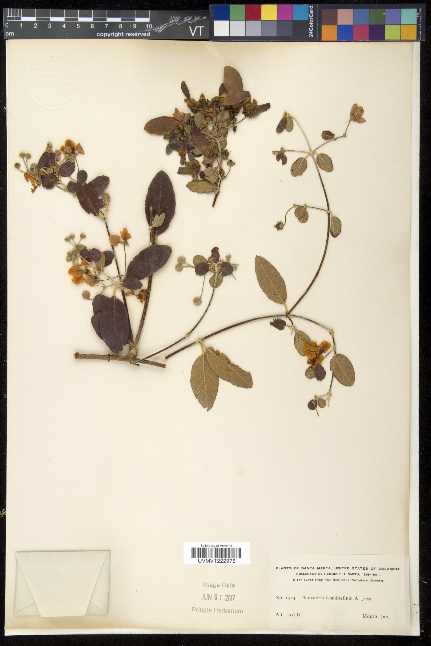 Banisteria image