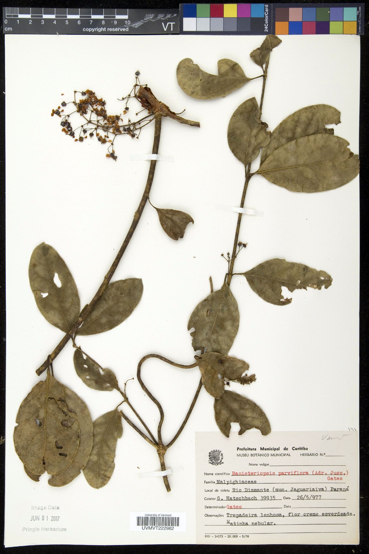 Banisteriopsis parviflora image