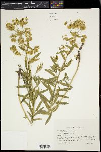 Euphorbia esula image