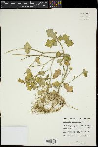 Euphorbia heterophylla image