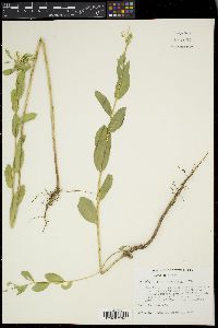 Euphorbia marginata image