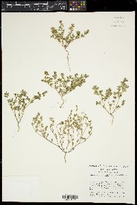 Euphorbia serpillifolia image