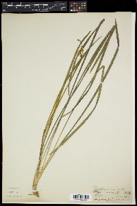 Ophiopogon intermedius image