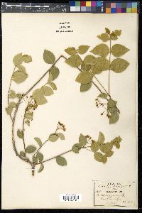 Malpighia glabra image