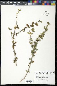 Malpighia coccigera image