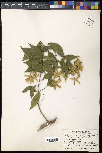 Tetrapteris schiedeana image