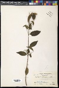 Tetrapteris schiedeana image