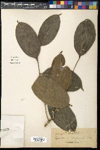 Media resource of Drypetes sibuyanensis