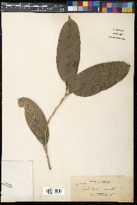 Drypetes longifolia image