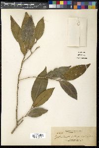 Media resource of Drypetes gitingensis