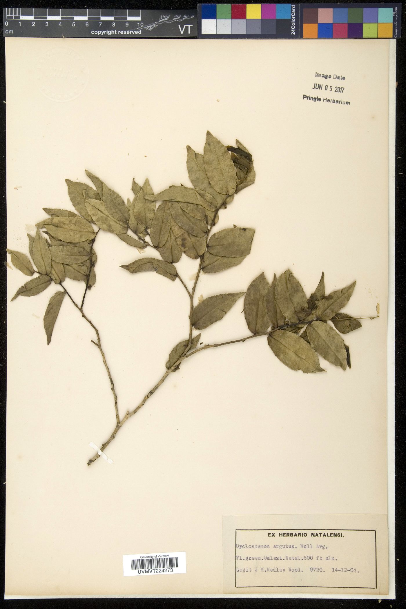 Cyclostemon image