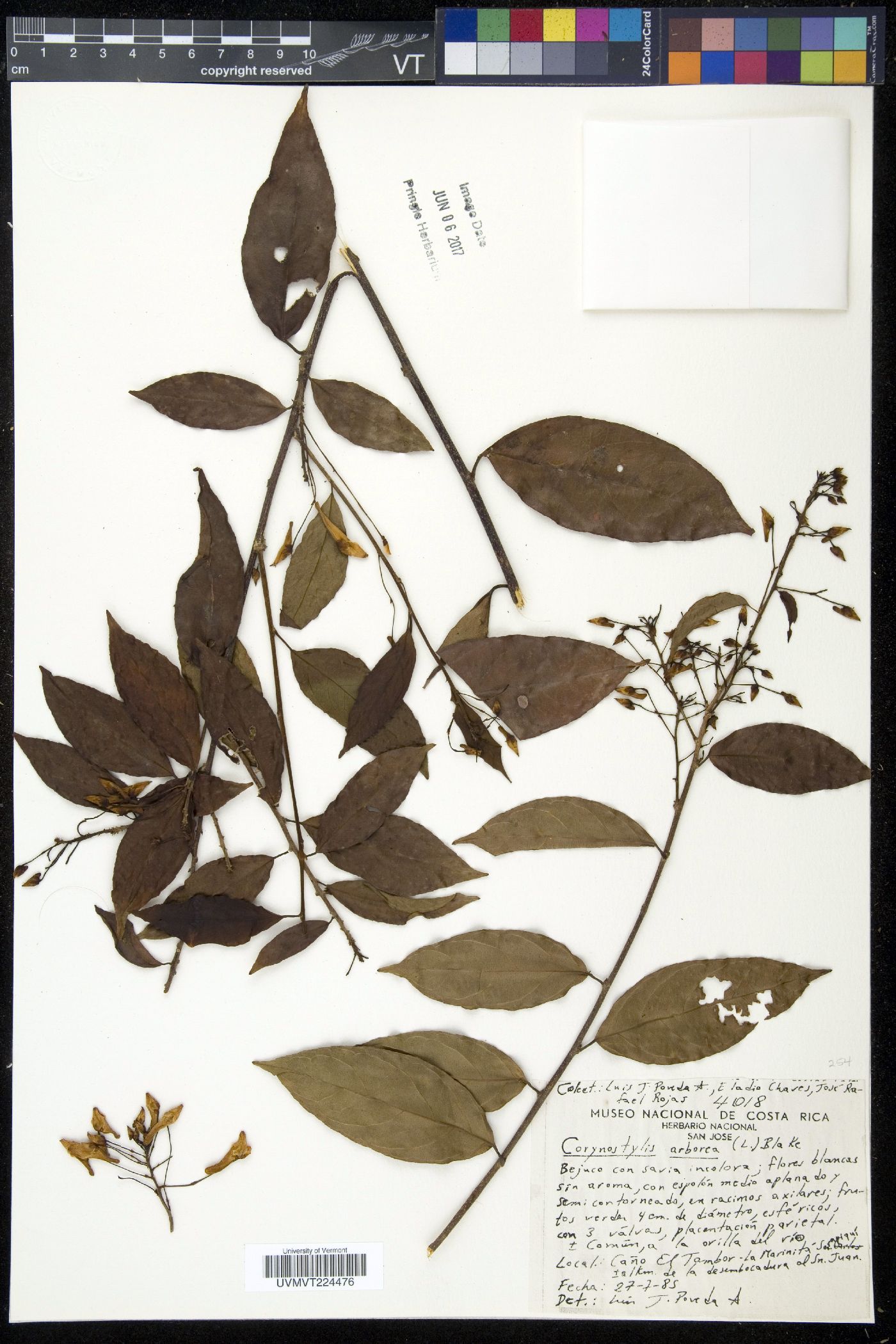 Corynostylis image
