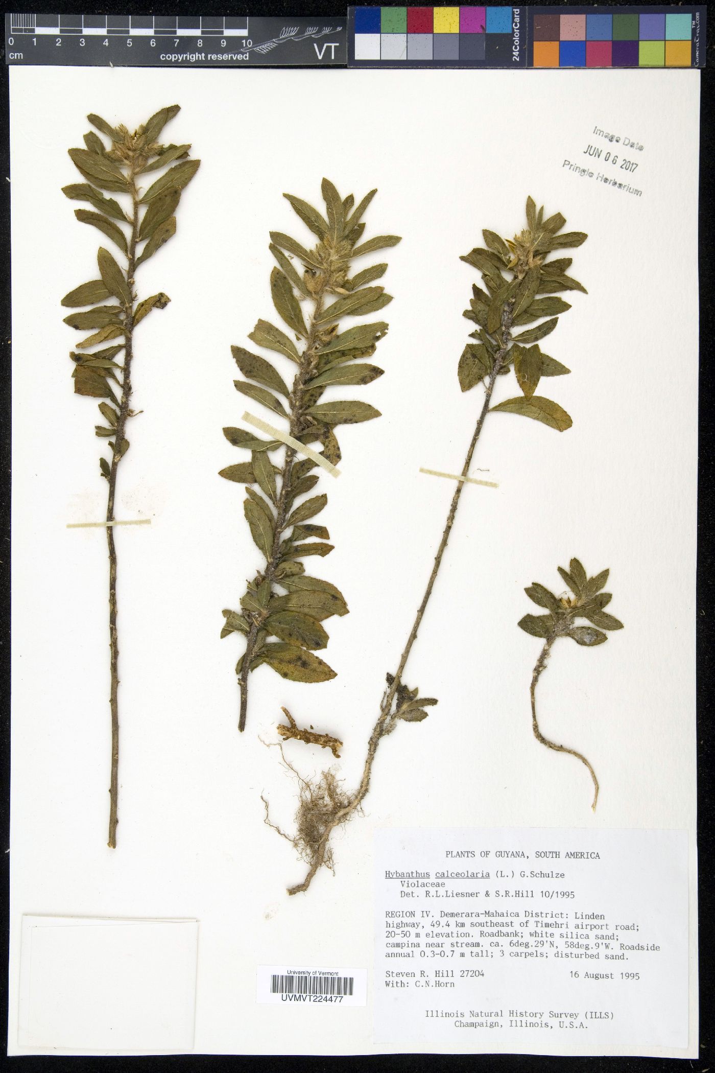 Hybanthus calceolaria image