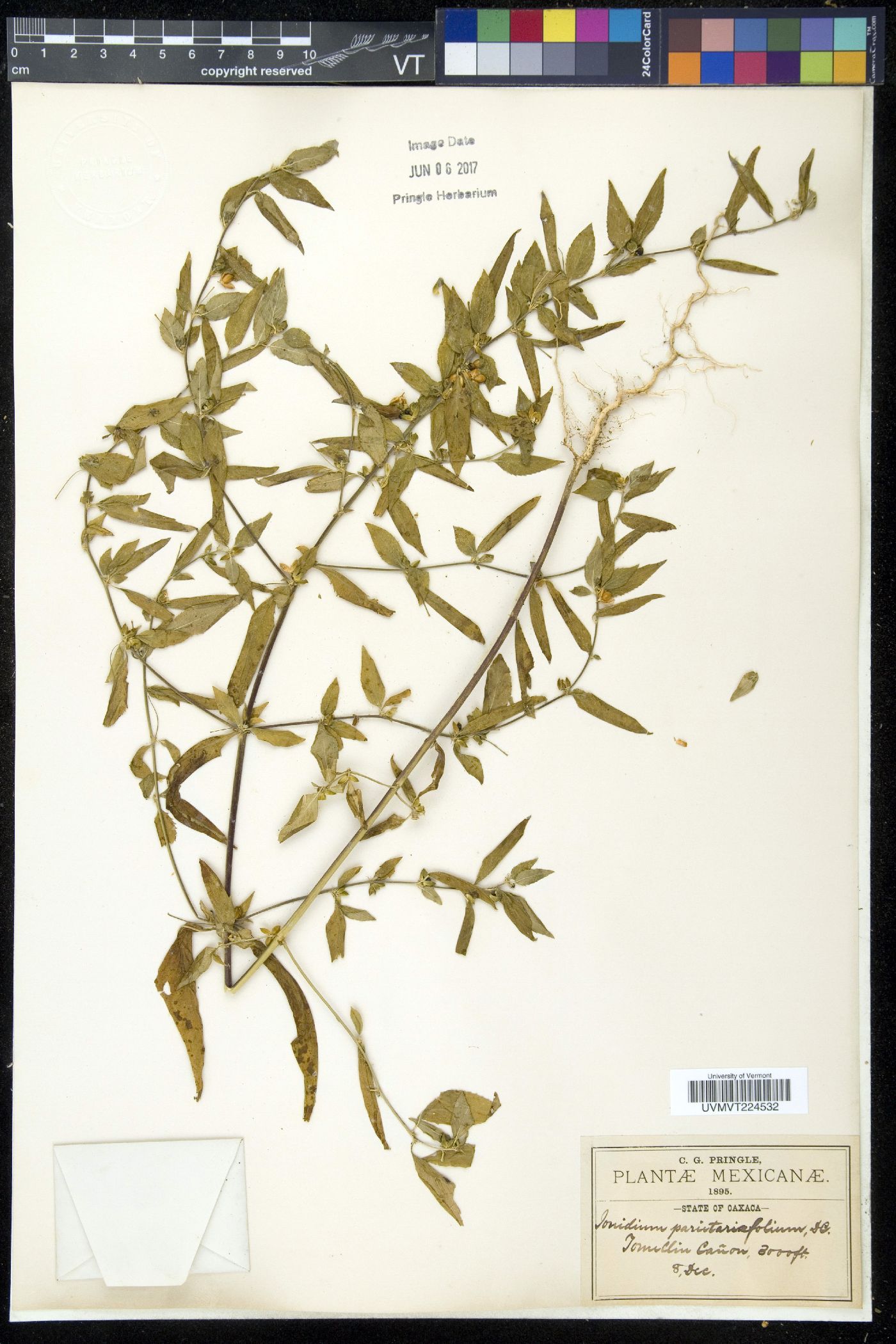 Ionidium image