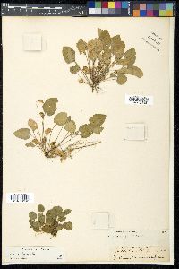 Viola adunca image