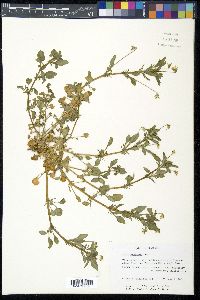 Viola arvensis image