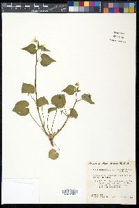 Viola canadensis var. scopulorum image