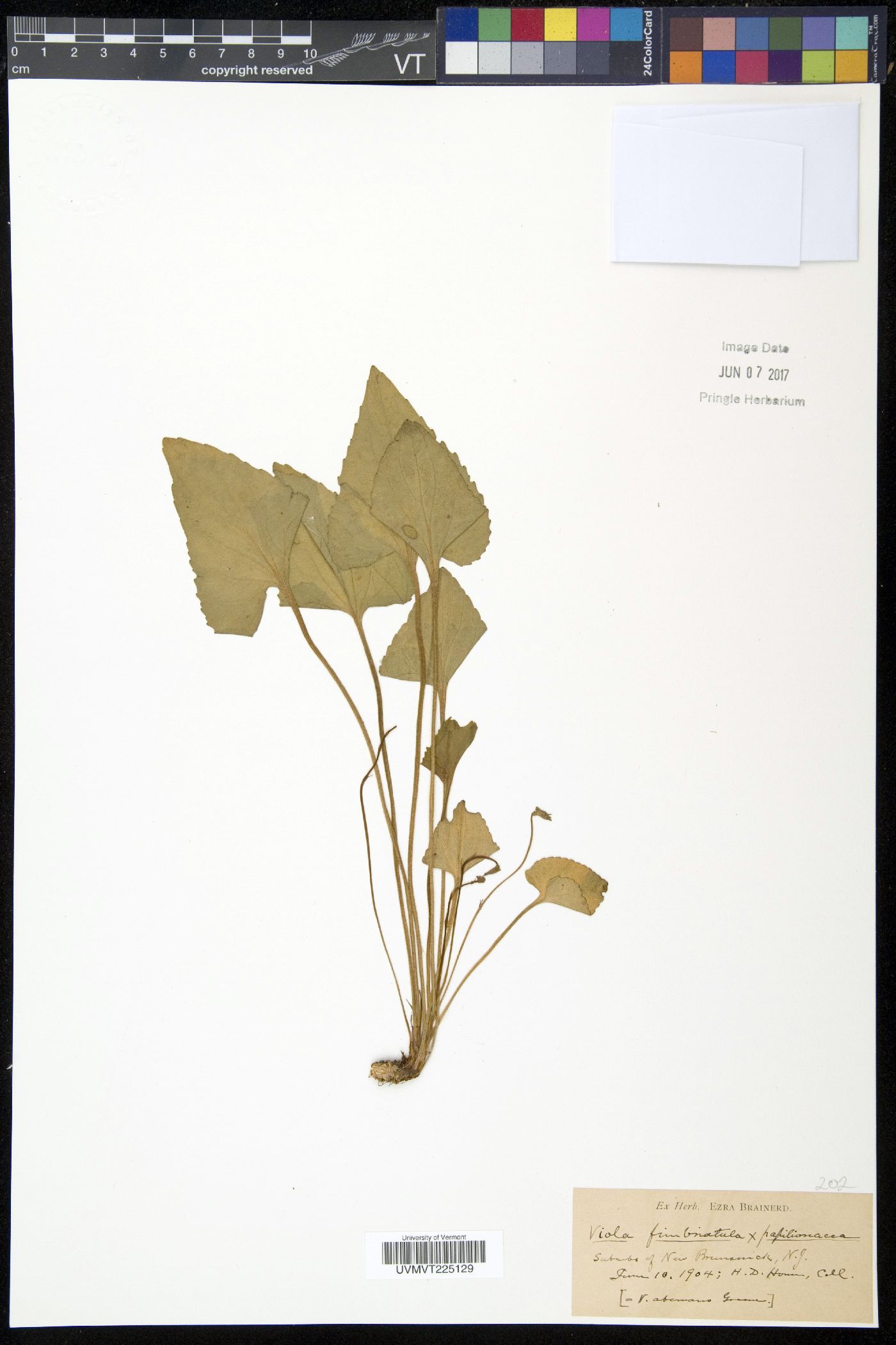 Viola aberrans image