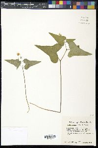 Viola hastata image