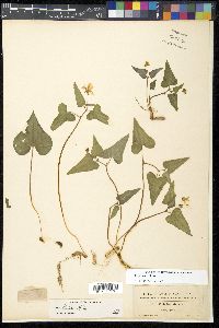 Viola hastata image