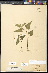 Viola hastata image
