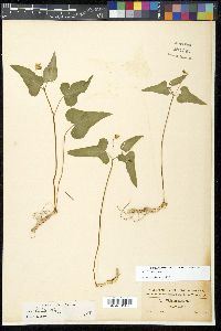 Viola hastata image