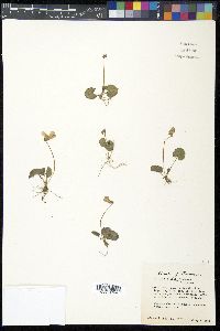 Viola hirsutula image
