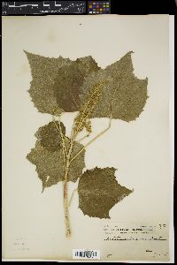 Aleurites moluccanus image