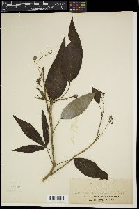 Manihot esculenta image