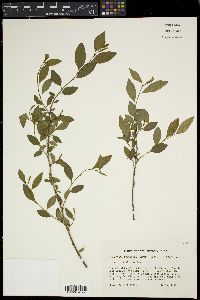 Ditrysinia fruticosa image