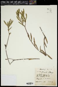 Stillingia sylvatica image