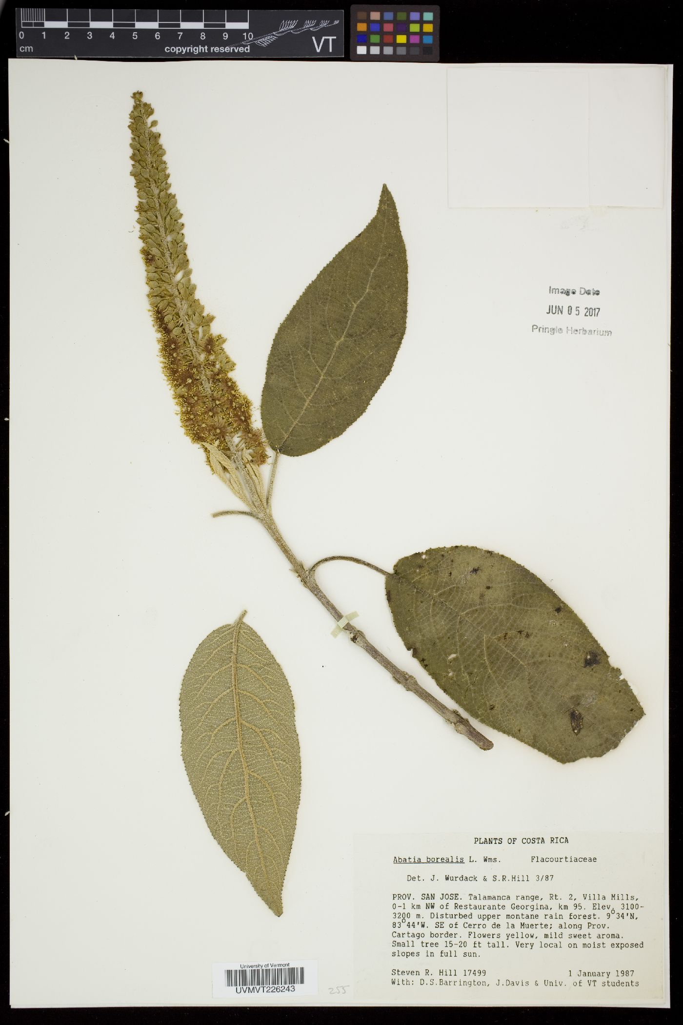 Abatia parviflora image