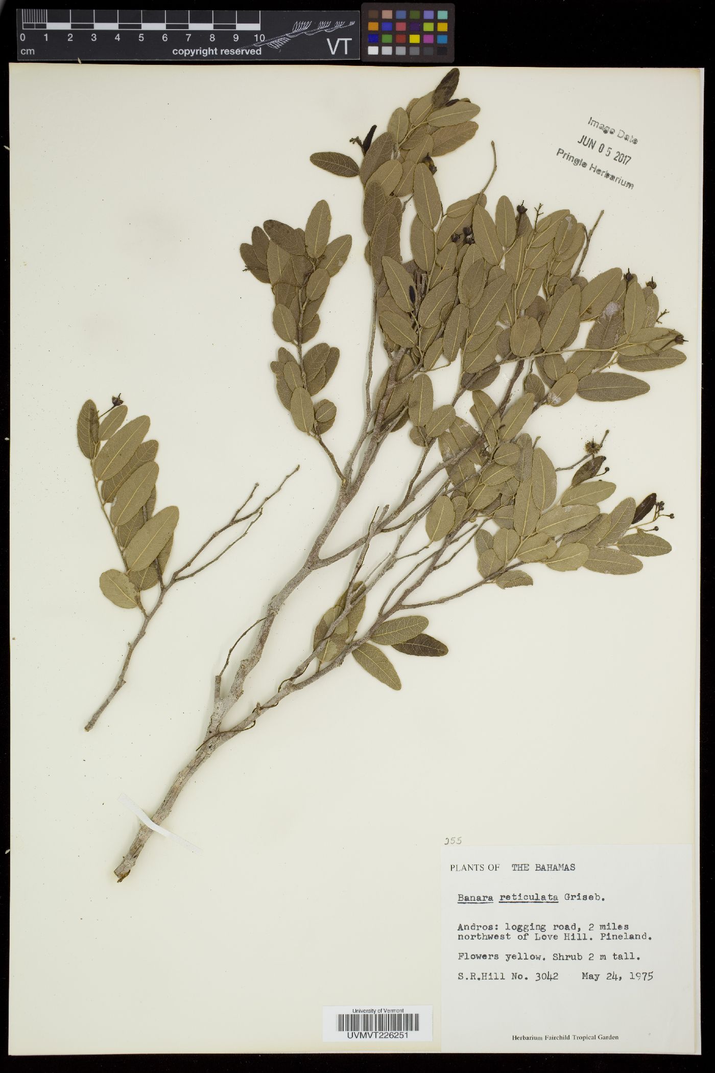 Banara minutiflora image