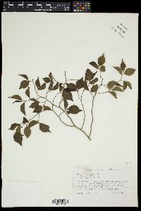 Casearia decandra image