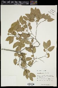 Casearia nitida image