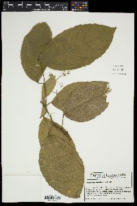 Hasseltia floribunda image