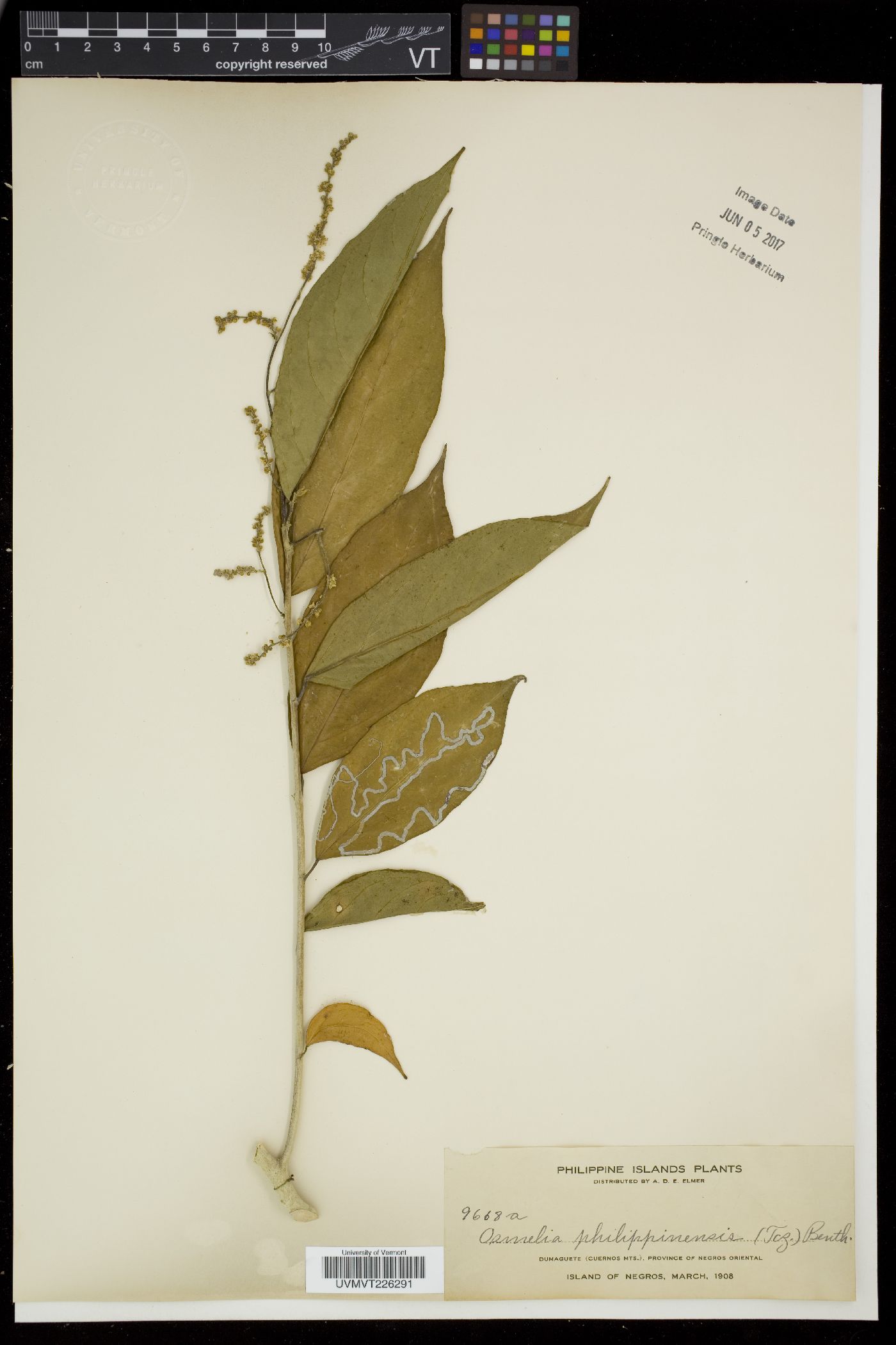 Osmelia image