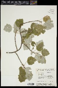 Populus alba image