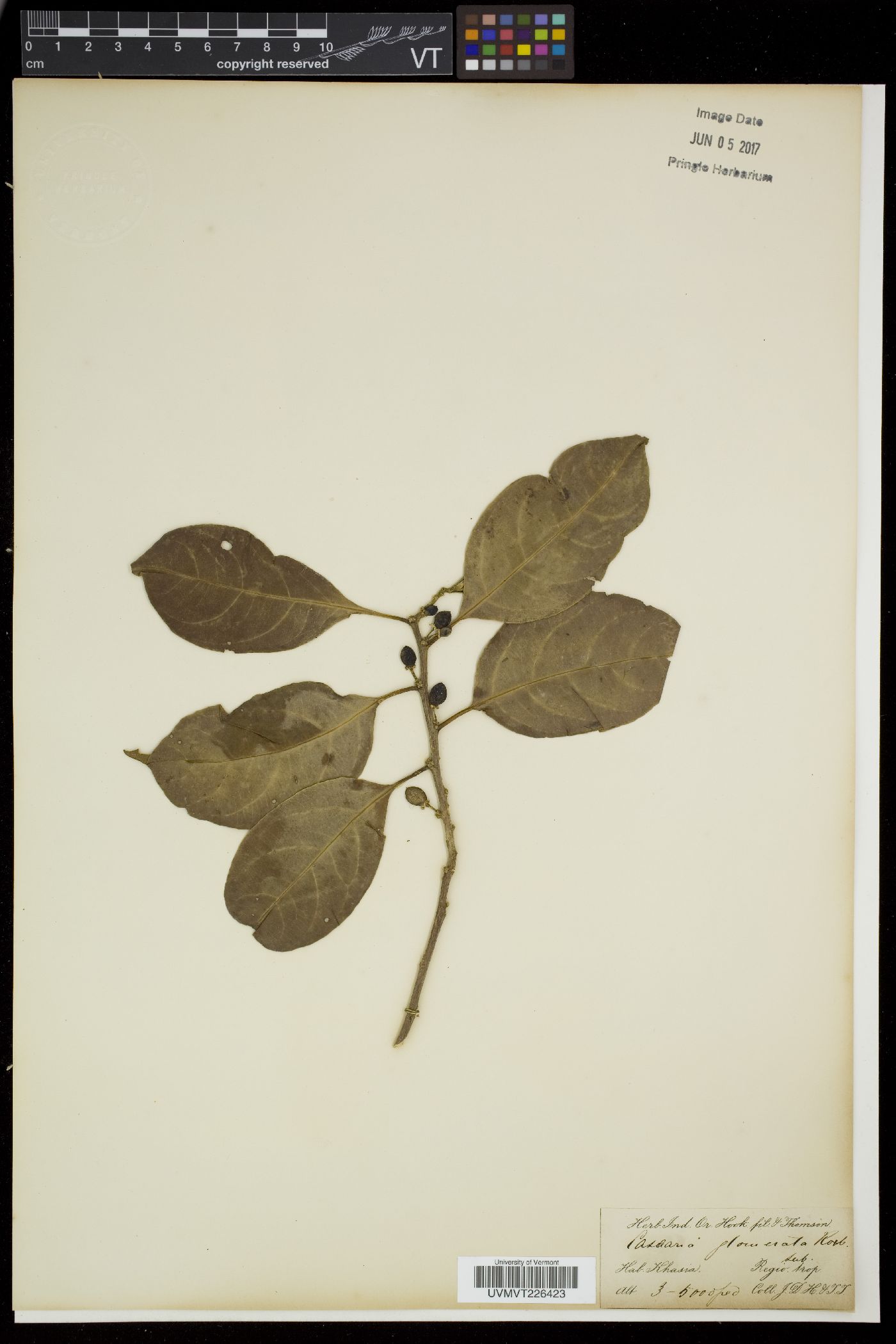 Casearia glomerata image