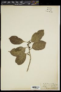 Casearia glomerata image