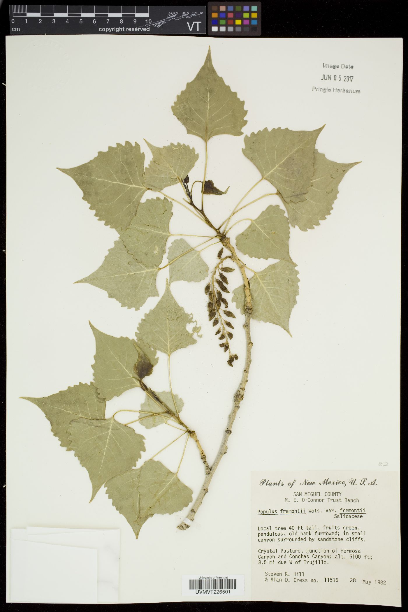 Populus fremontii var. fremontii image
