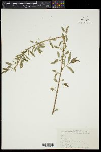 Salix babylonica image