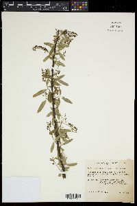 Salix caroliniana image