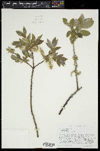 Salix cordata image