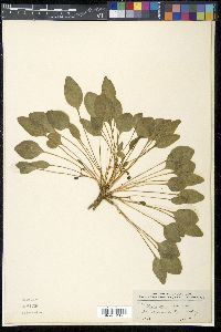 Viola praemorsa image