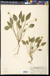 Viola praemorsa image