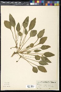 Viola praemorsa image