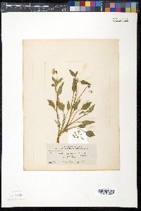 Viola purpurea var. pinetorum image